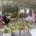 羊角蜜甜瓜博洋六一甜瓜电商市场种植产地量大口感好包棚定货