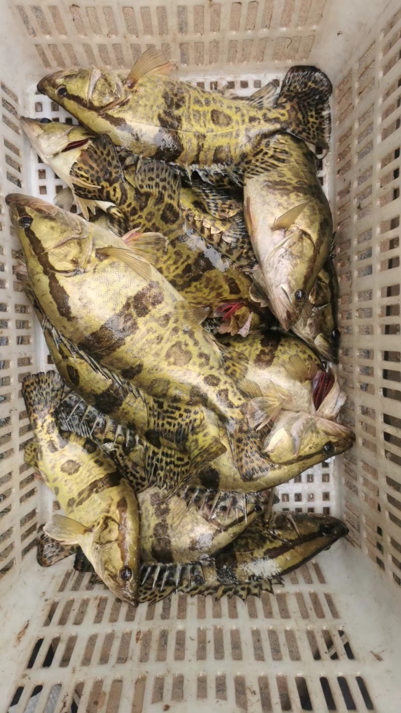 【精】水库自然放养鳜鱼吃天然饵料长大味道鲜美发全国