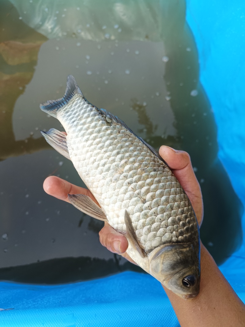 白鲫食用