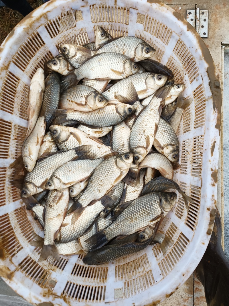 白鲫食用