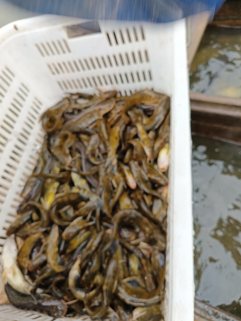 黄颡食用