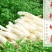 农家无裙竹荪脱裙竹荪杆煲汤食用鲜香美味爽口