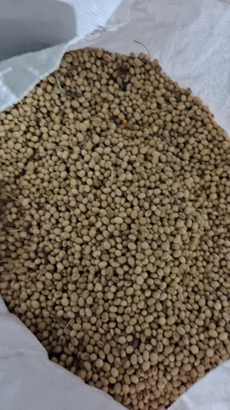 自家种的黄豆
