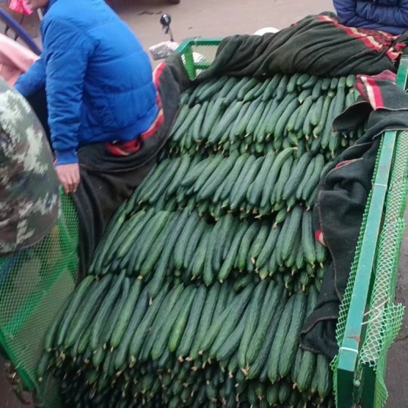 黄瓜产地大量供应
