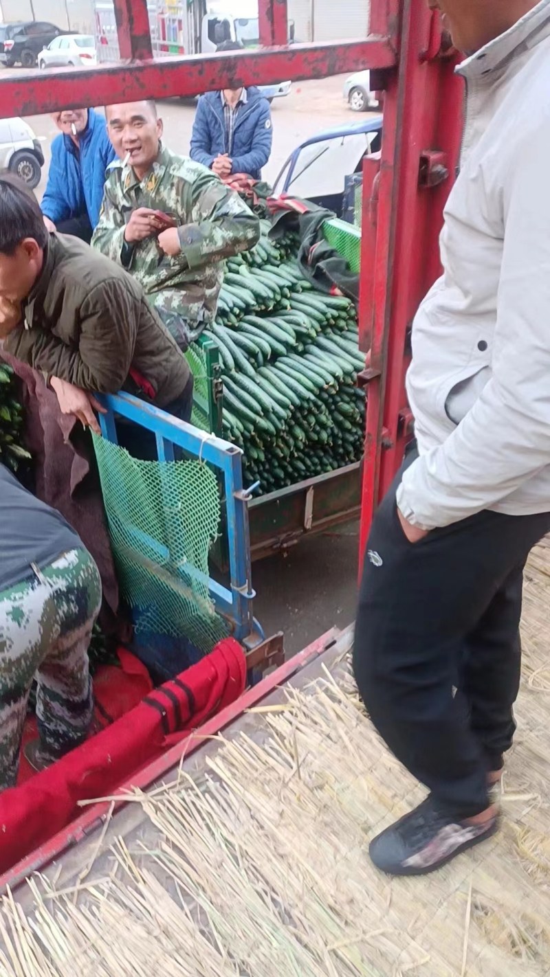 黄瓜产地大量供应