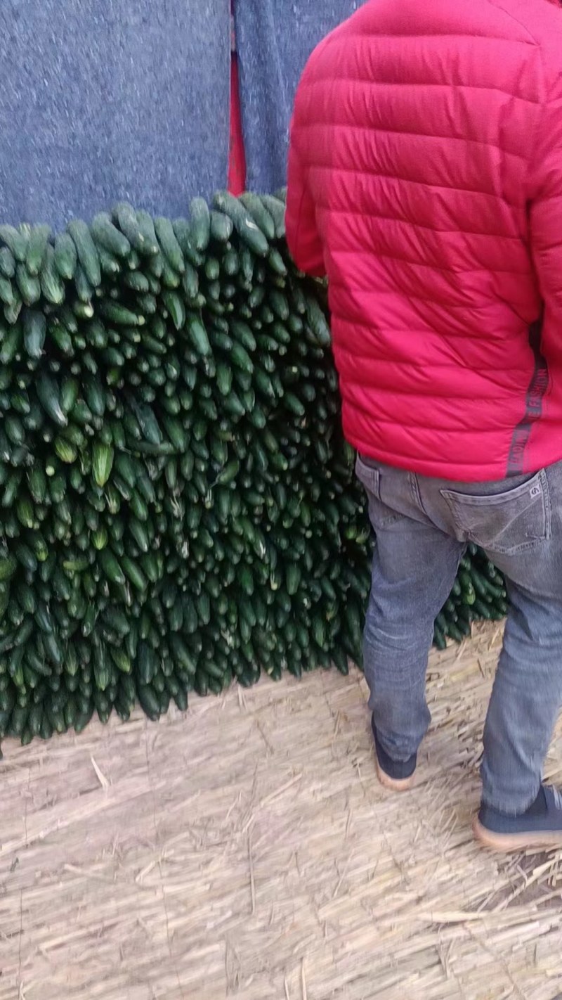 黄瓜产地大量供应