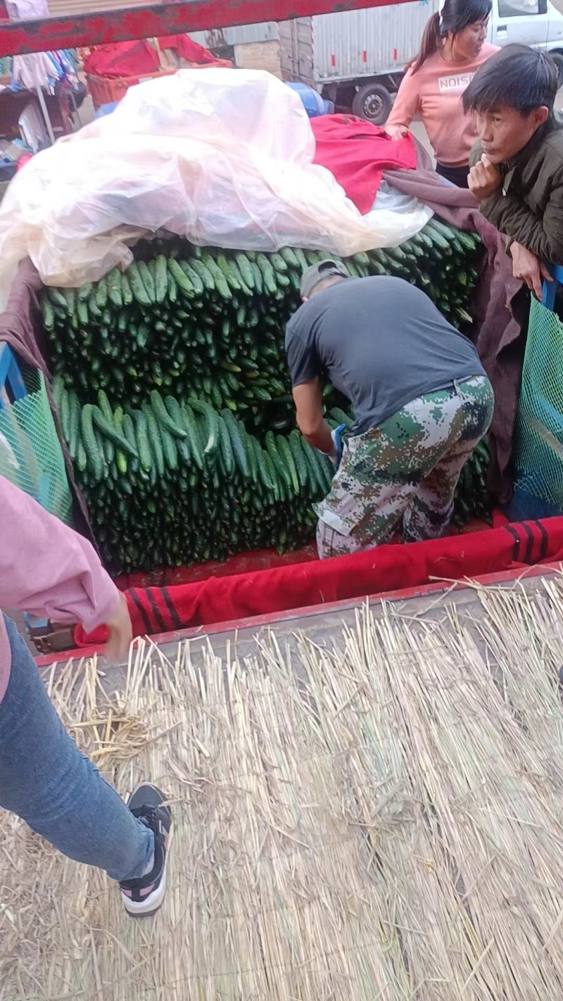 黄瓜产地大量供应