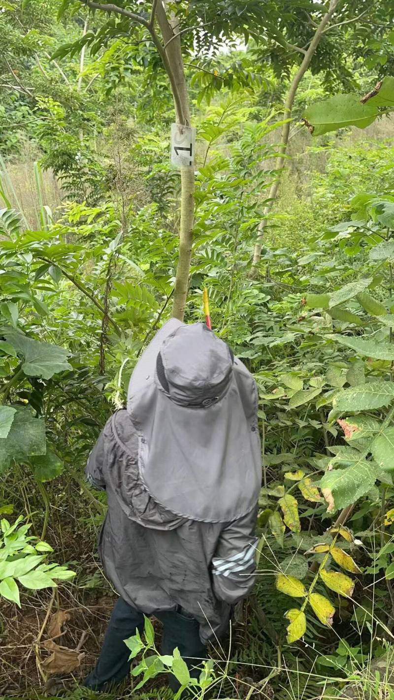 正宗海南黄花梨树