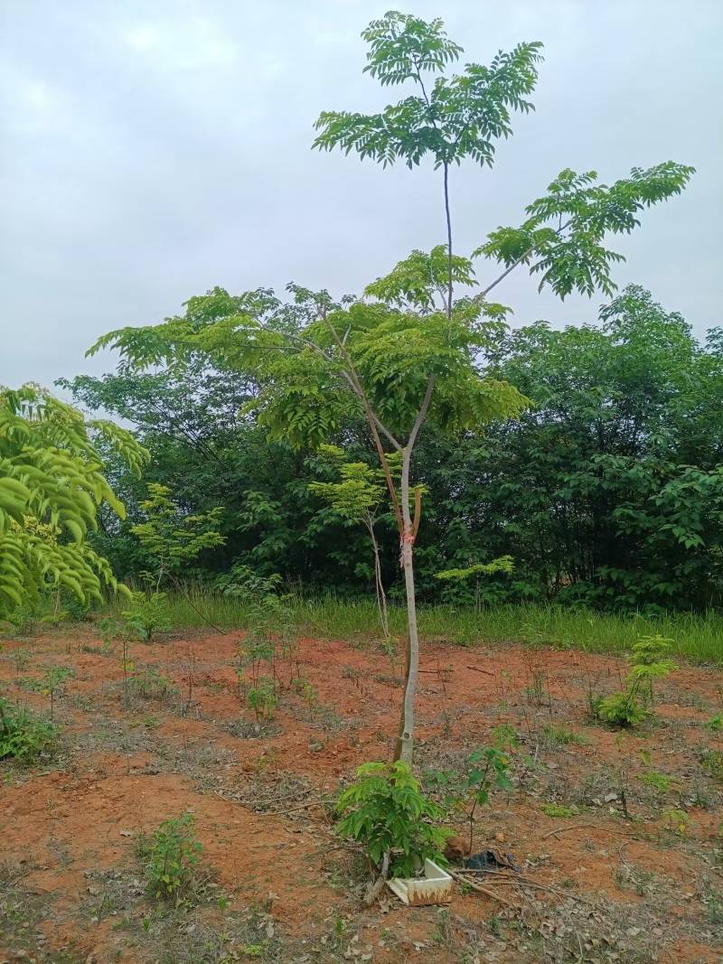 正宗海南黄花梨树
