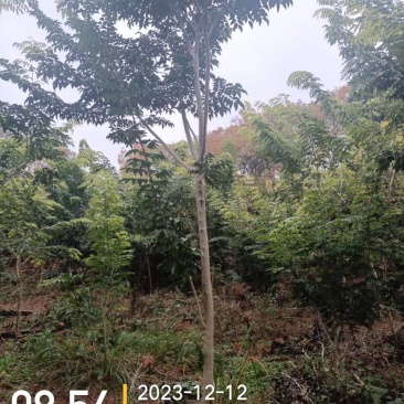 正宗海南黄花梨树