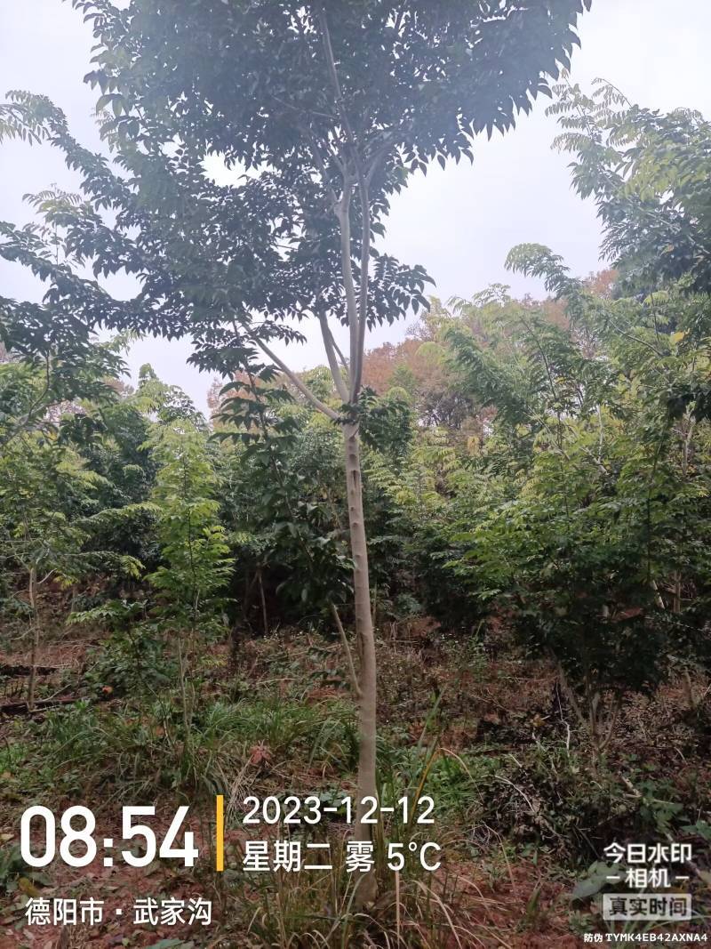正宗海南黄花梨树