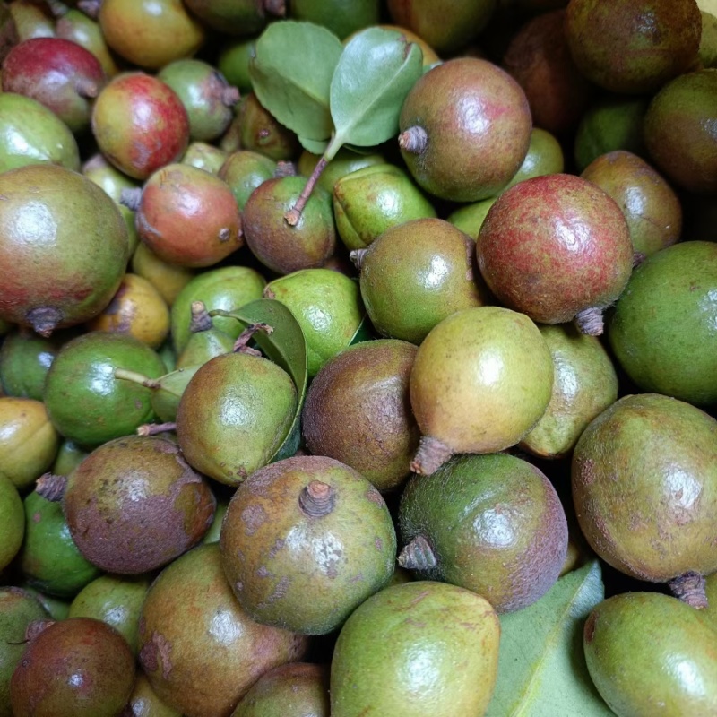 山茶籽自家茶籽油