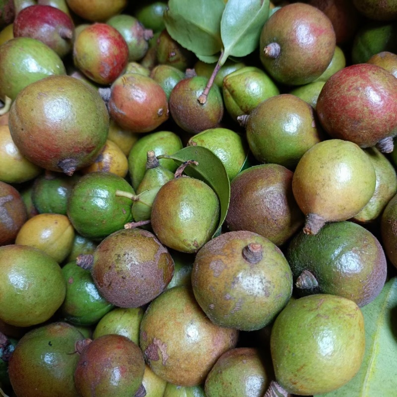 山茶籽自家茶籽油