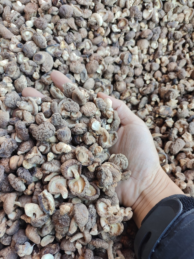 香菇小香菇