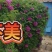 百年紫斑牡丹