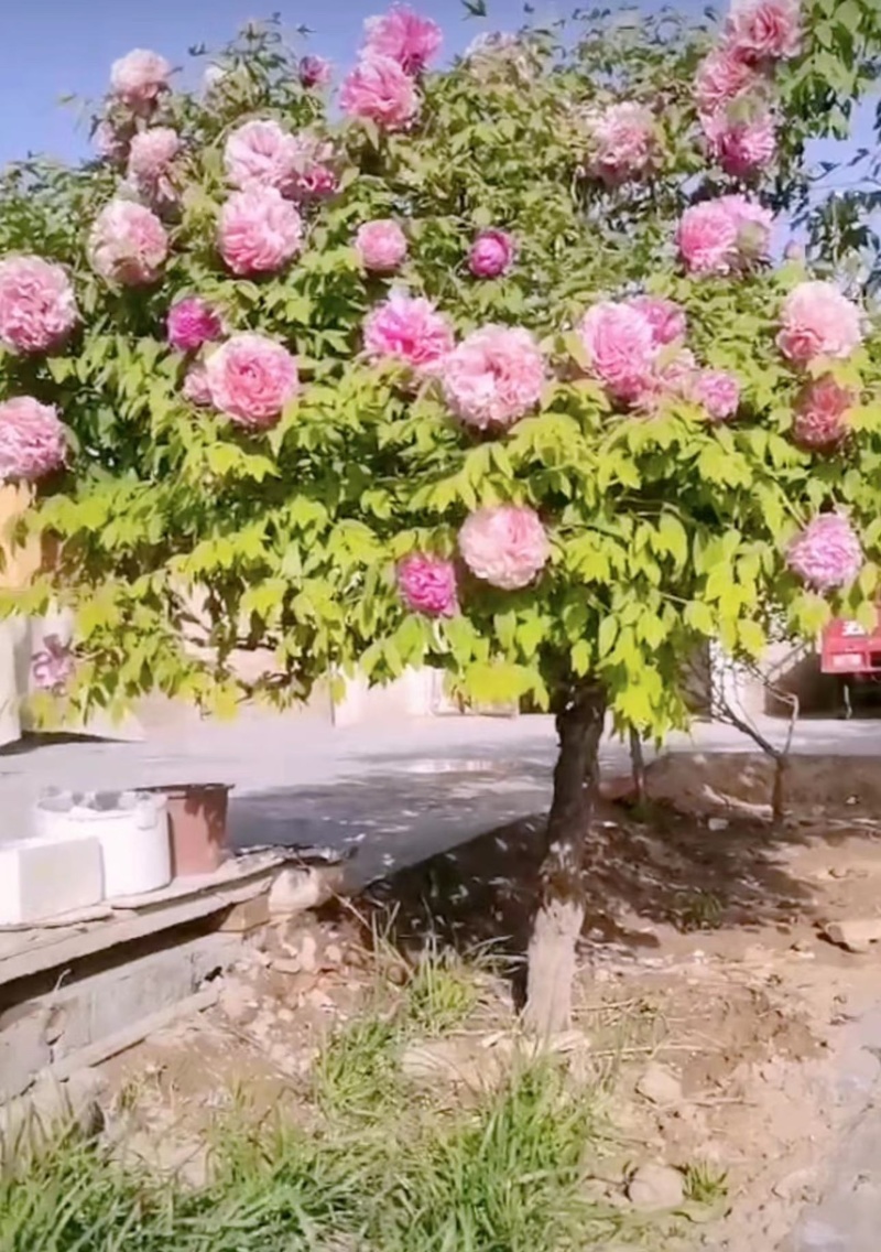 百年紫斑牡丹