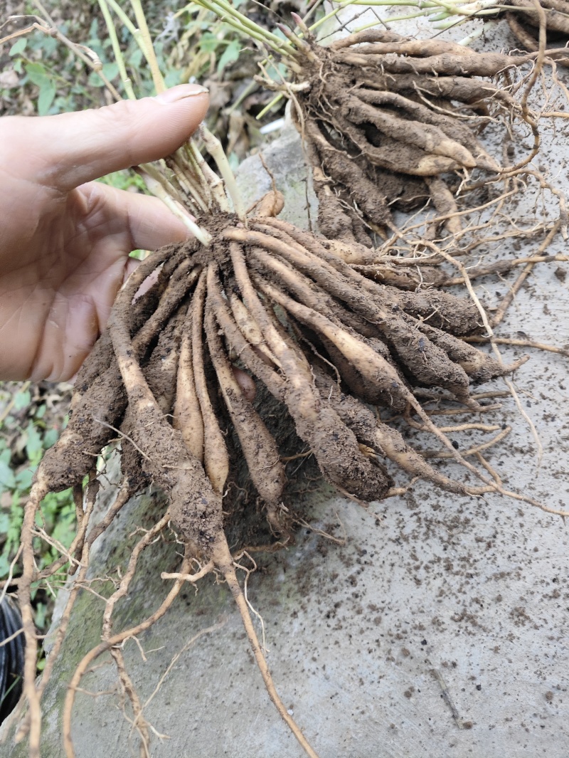 四川对叶大百部种苗，基地一手货源，供货稳定充足，成活率高