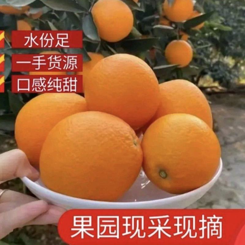 《实力推荐》脐橙纽荷尔橙九月红果冻橙，长虹脐橙中华红血橙