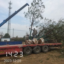 15的香樟全冠，香樟树，樟树大量供应，杆直冠好