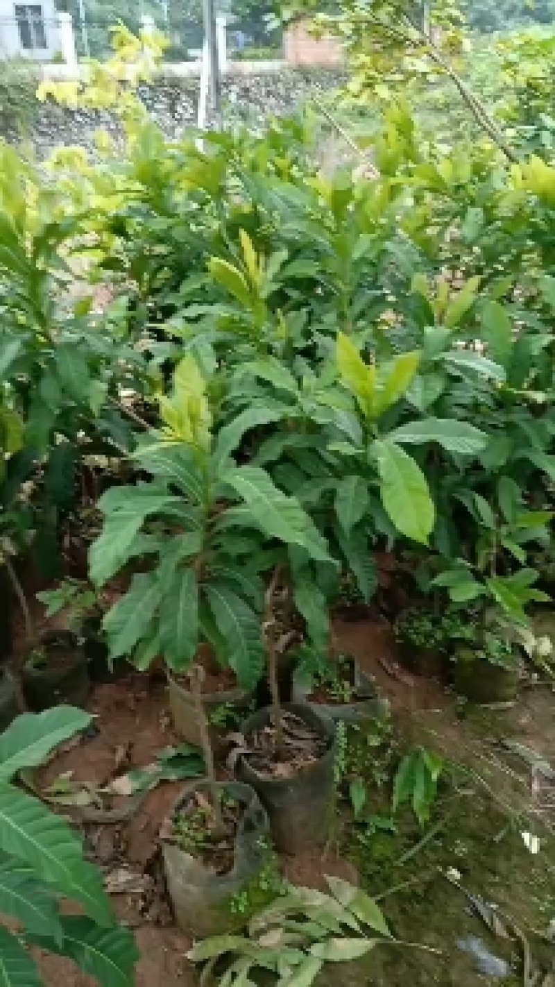 黄晶果6号黄宝石黄晶果苗