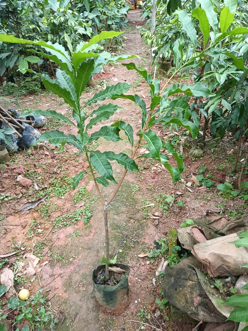黄晶果6号黄宝石黄晶果苗