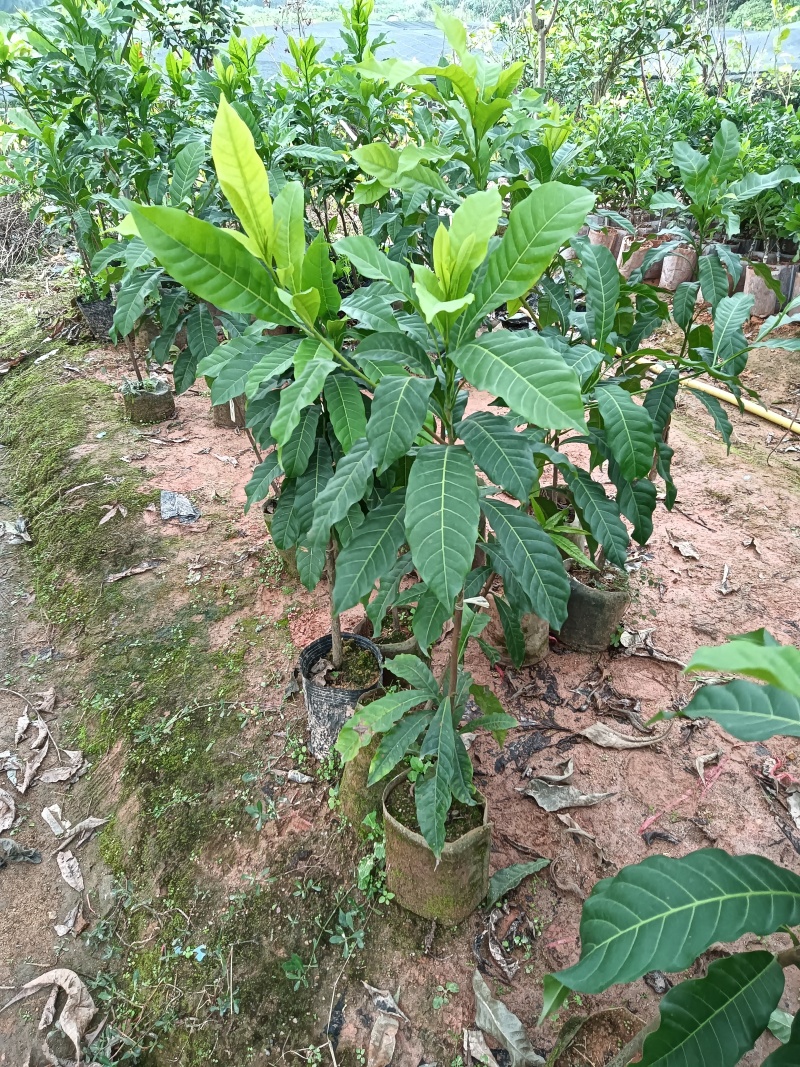 黄晶果6号黄宝石黄晶果苗