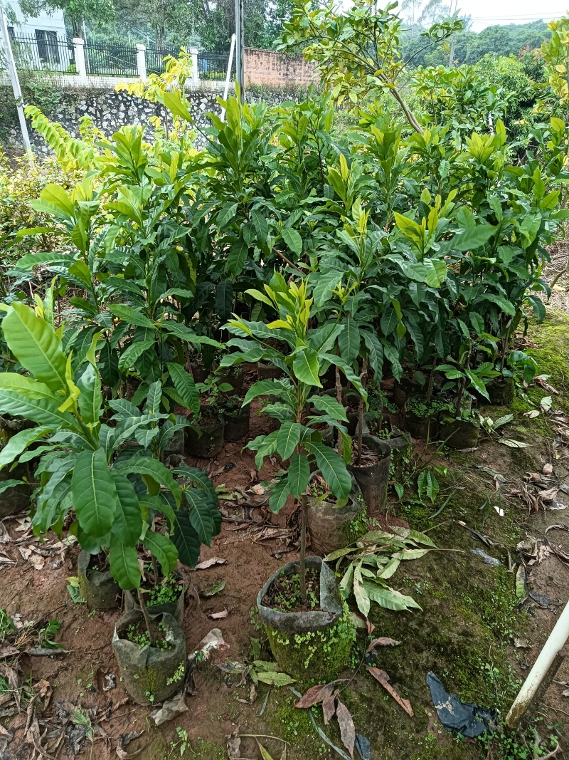 黄晶果6号黄宝石黄晶果苗