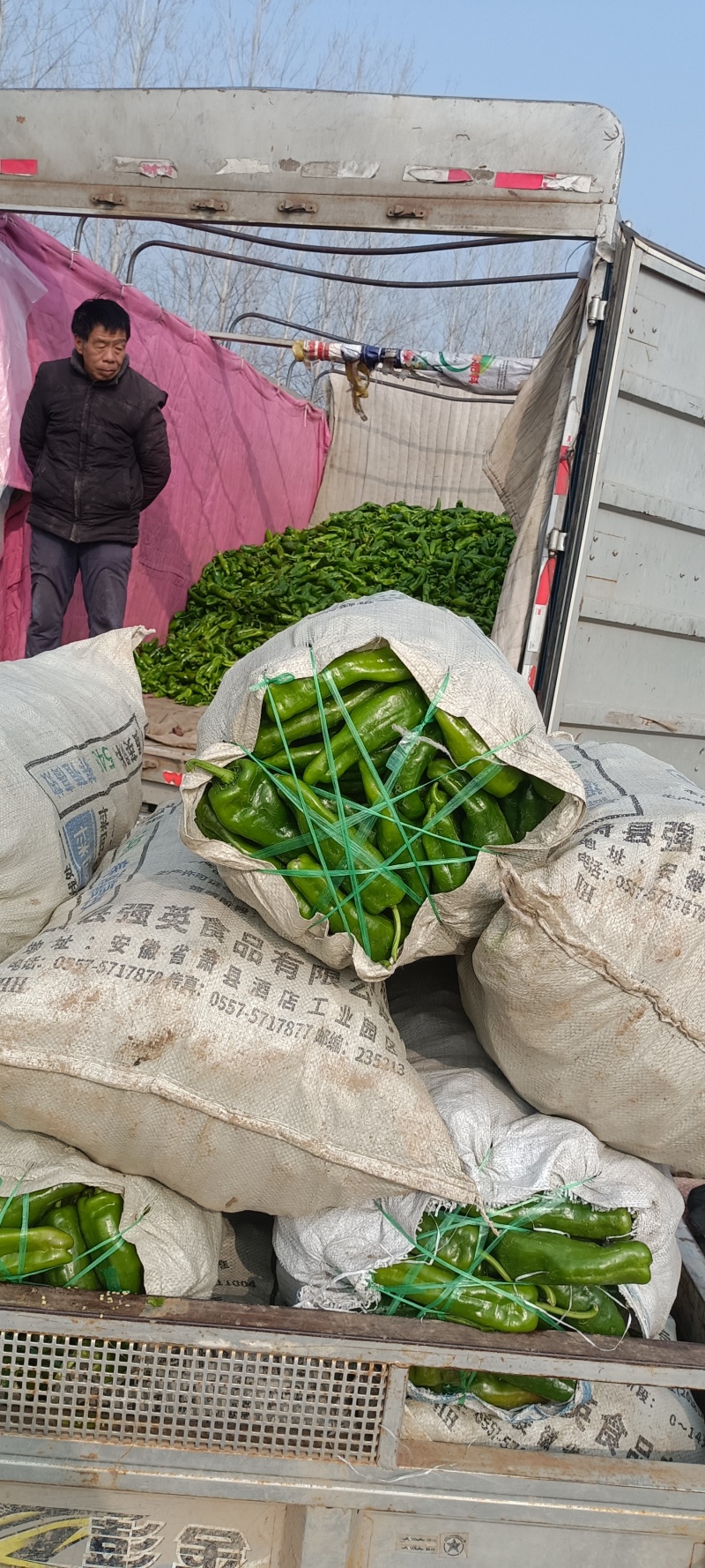 精品301辣椒大量上市货源充足质量好，耐运输对接市场批发
