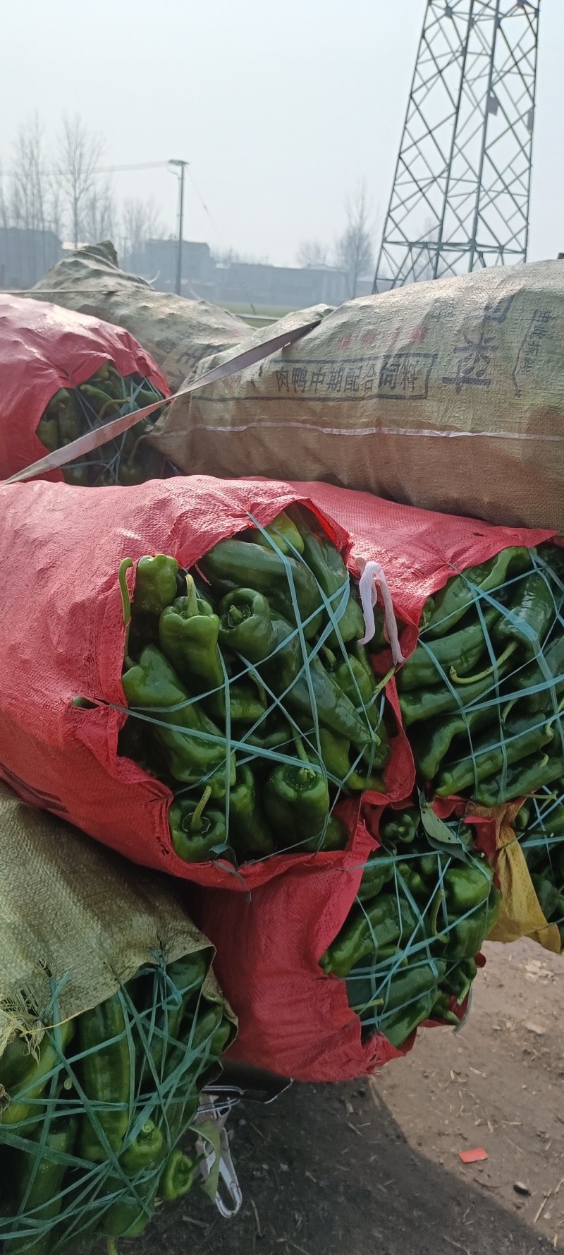 精品301辣椒大量上市货源充足质量好，耐运输对接市场批发