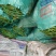 精品301辣椒大量上市货源充足质量好，耐运输对接市场批发