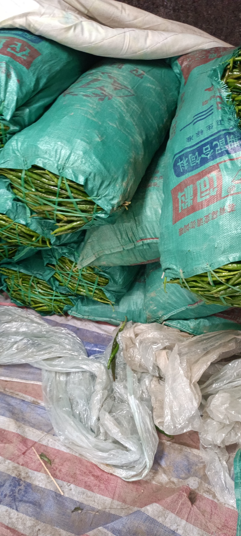 精品301辣椒大量上市货源充足质量好，耐运输对接市场批发