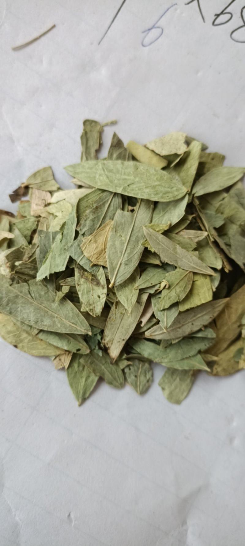 番泻叶，过筛无杂质，货源充足，量大从优，假一赔十