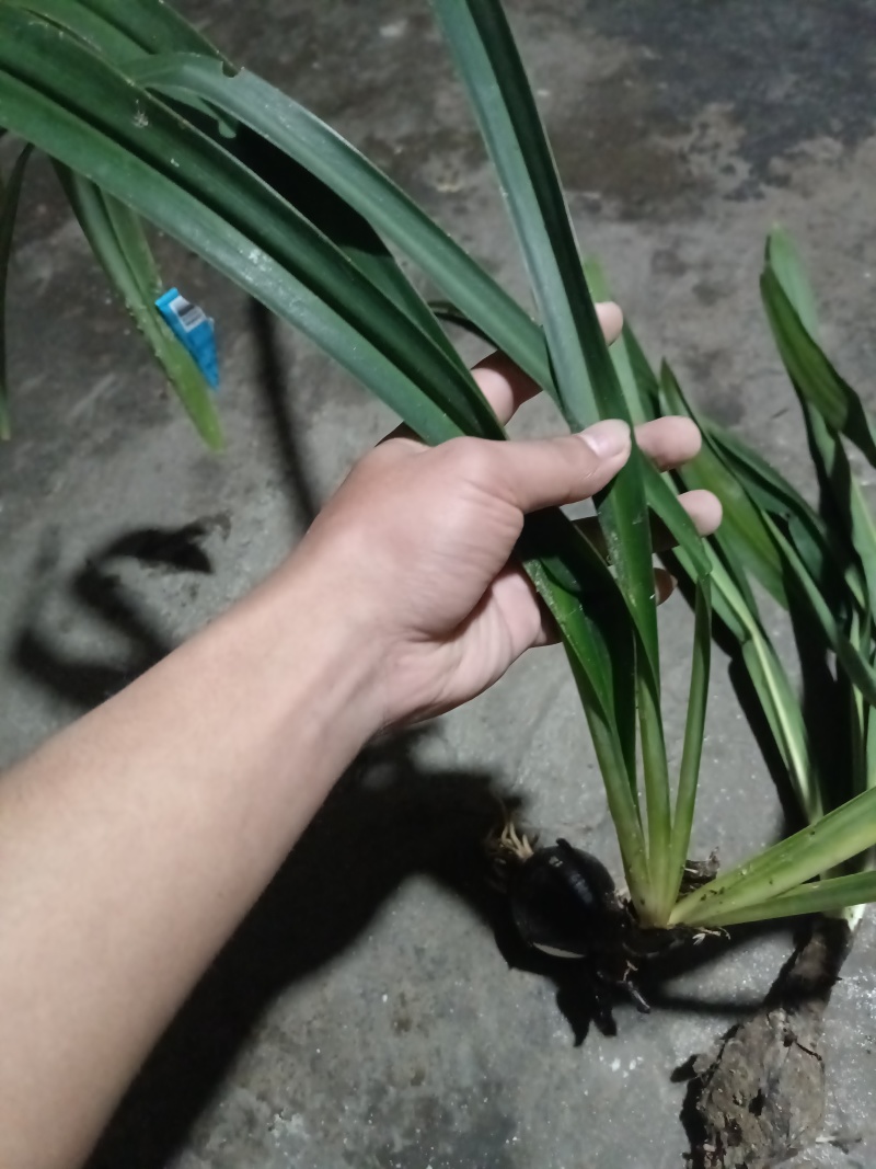 石蒜披岸花野生贵州石蒜现挖现卖量大红花白花黄花