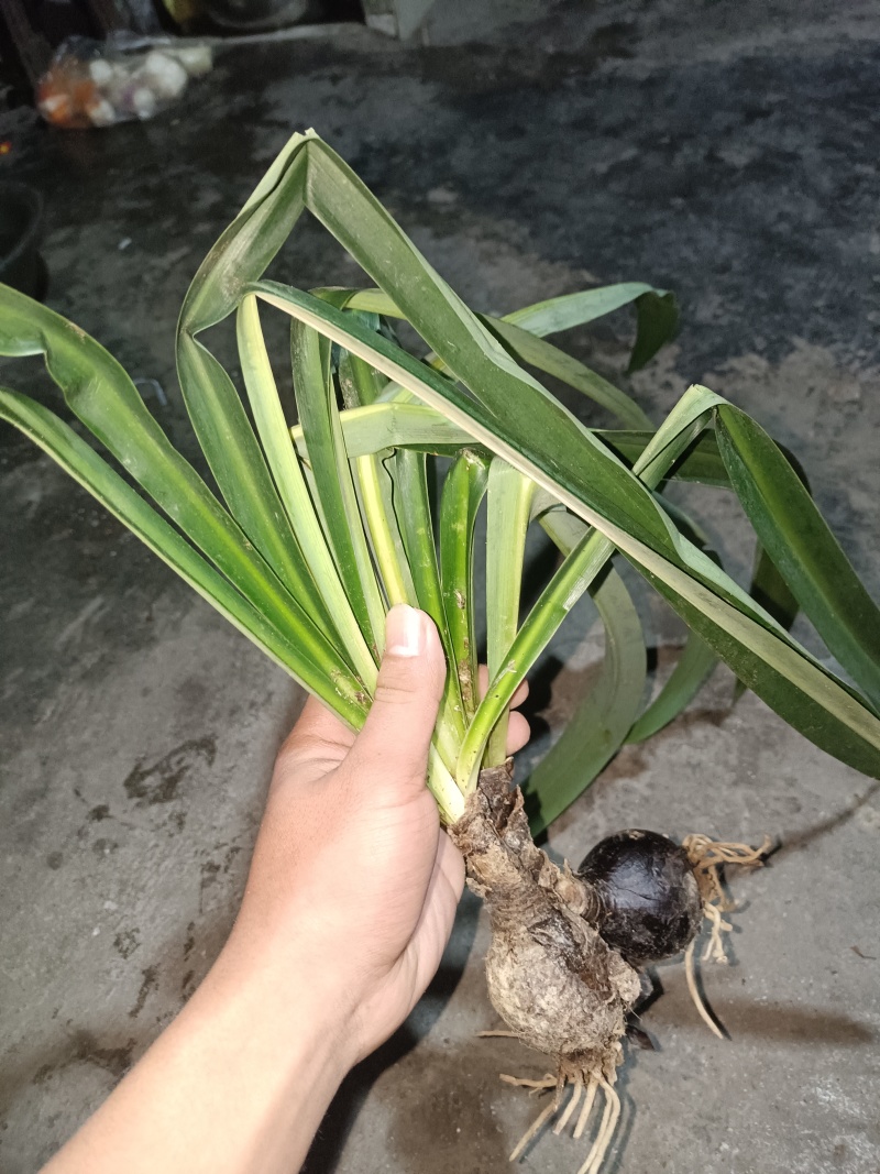 石蒜披岸花野生贵州石蒜现挖现卖量大红花白花黄花
