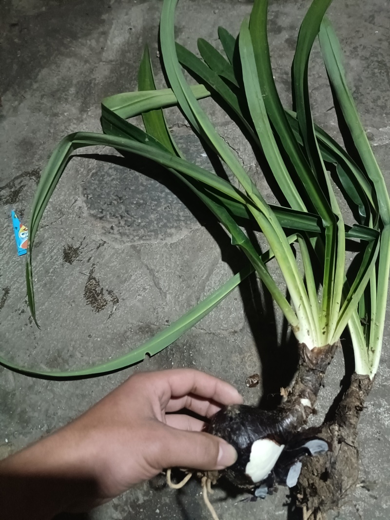 石蒜披岸花野生贵州石蒜现挖现卖量大红花白花黄花