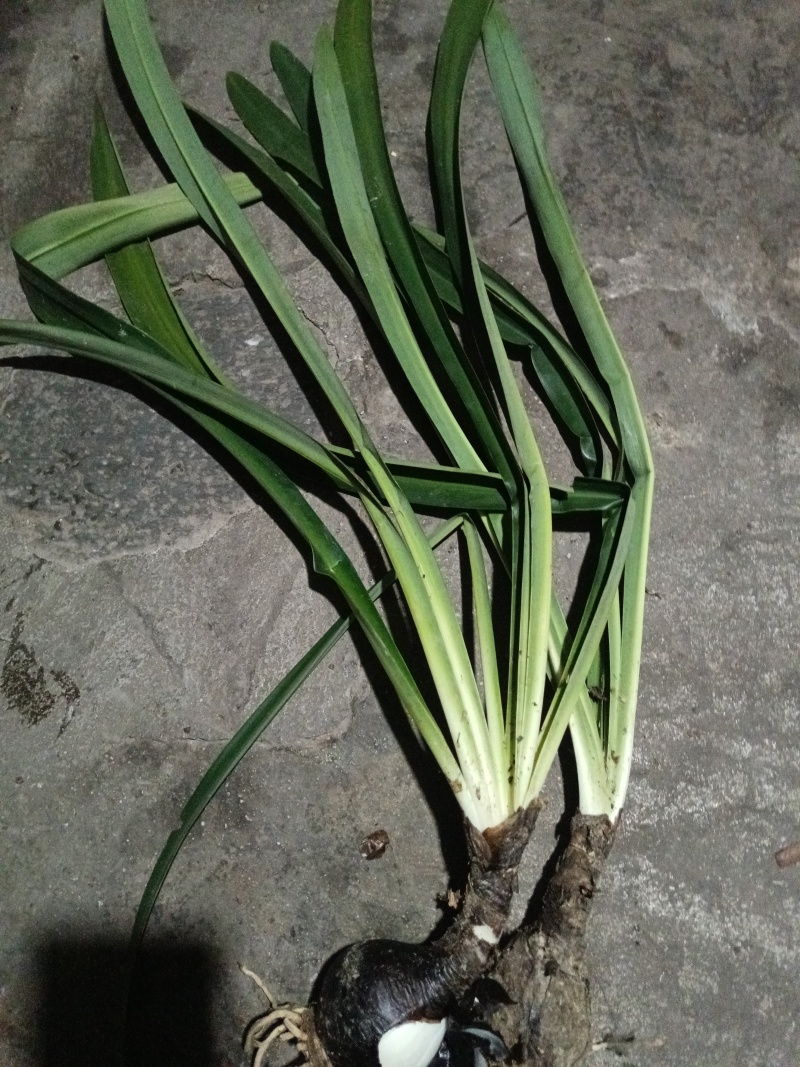 石蒜披岸花野生贵州石蒜现挖现卖量大红花白花黄花