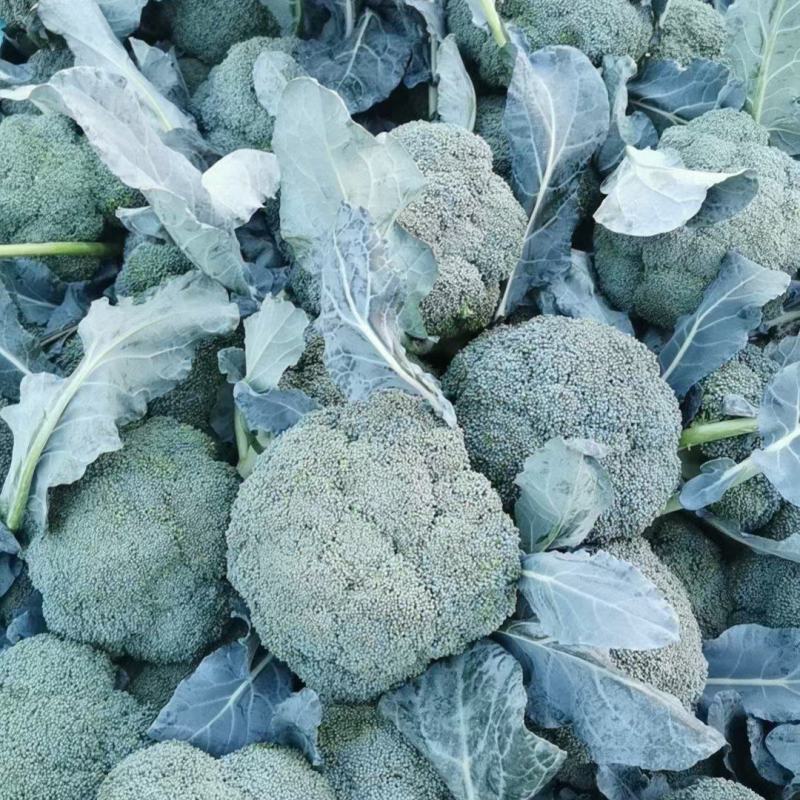 【优质推荐】西兰花湖北新鲜耐寒西蓝花量大质优支持视频看货