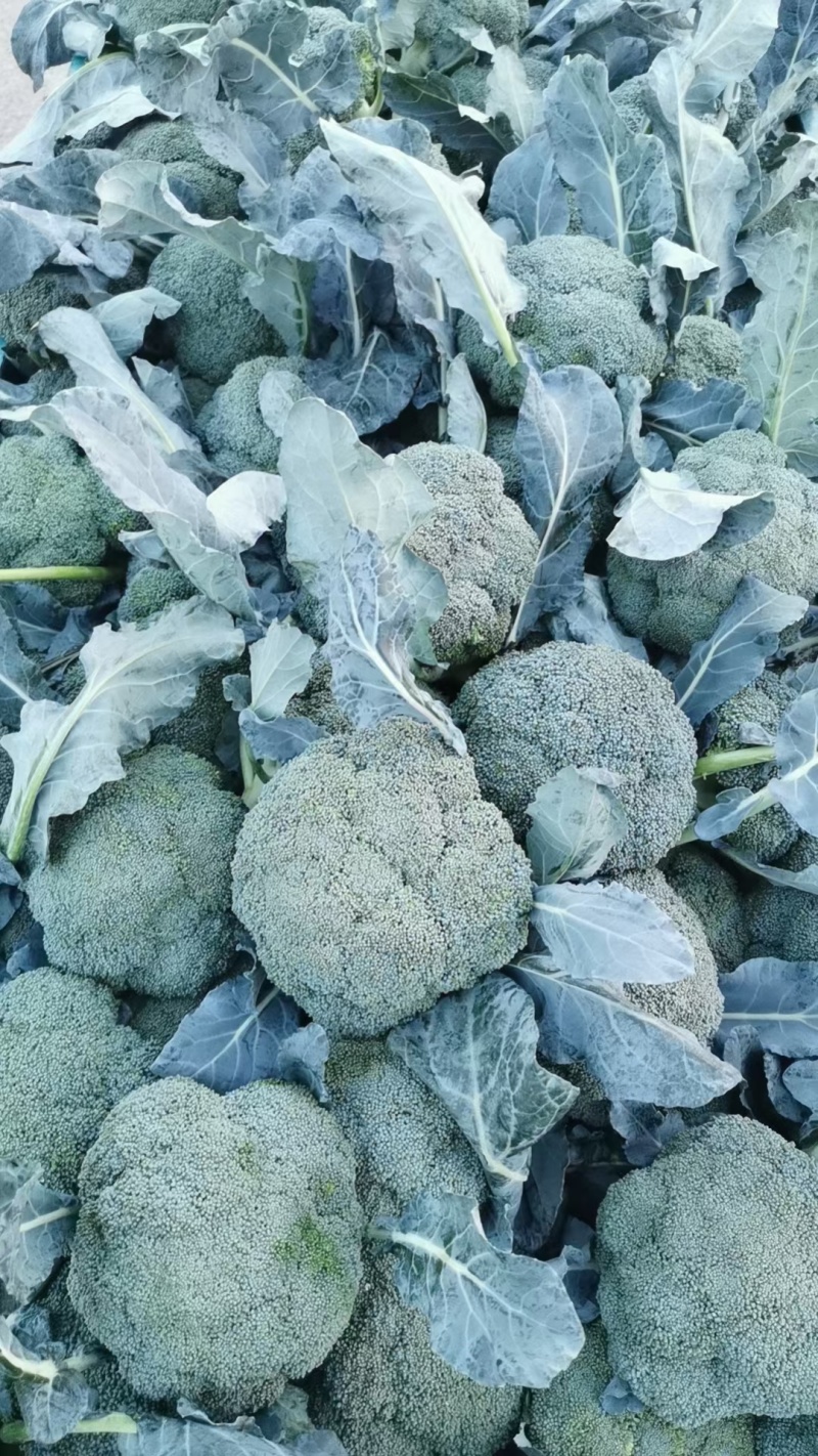 【优质推荐】西兰花湖北新鲜耐寒西蓝花量大质优支持视频看货