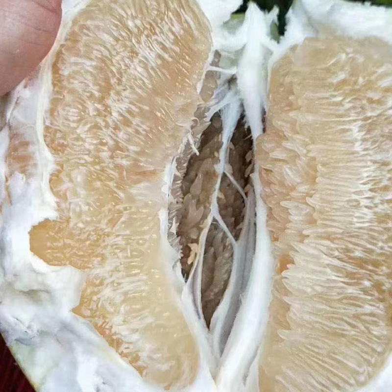 平和琯溪蜜柚
