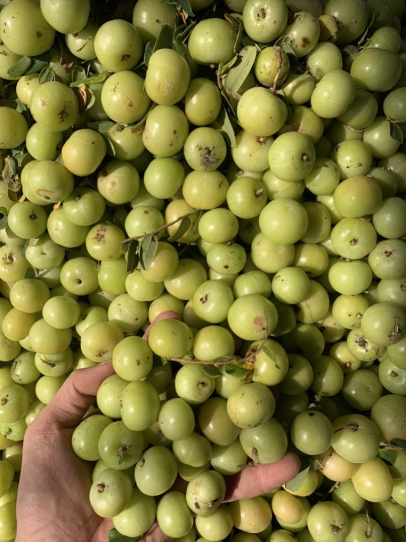 油甘果丙甜牛甘果榨汁奶茶店**货11