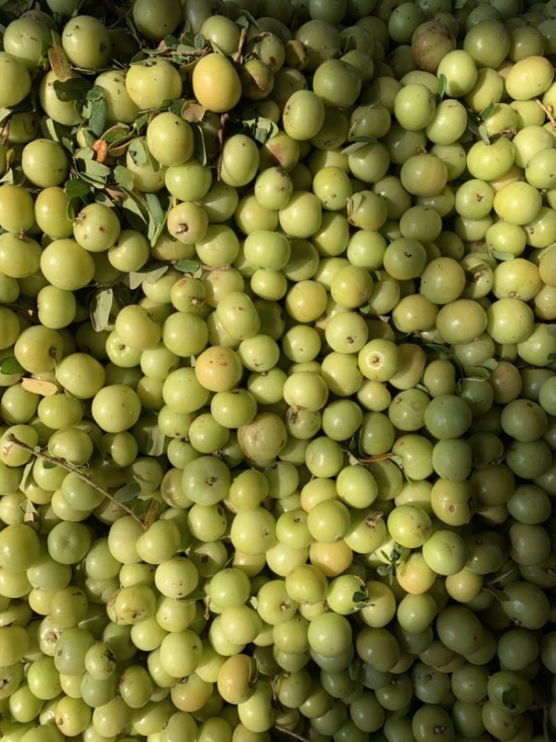 油甘果丙甜牛甘果榨汁奶茶店**货11