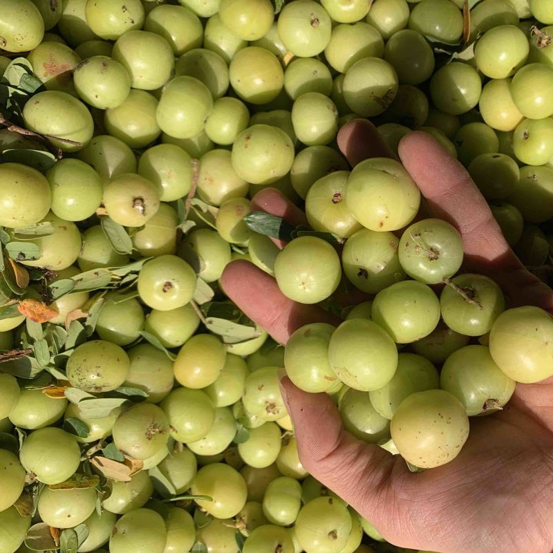 油甘果丙甜牛甘果榨汁奶茶店**货11