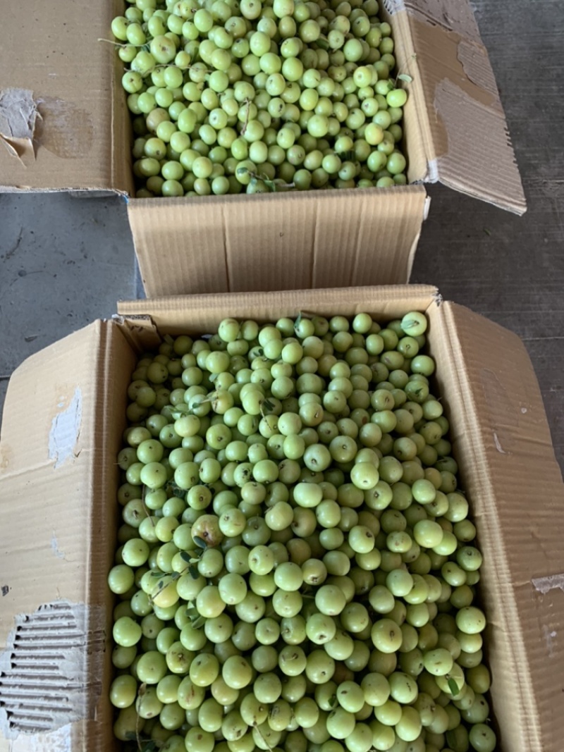 油甘果丙甜牛甘果榨汁奶茶店**货11