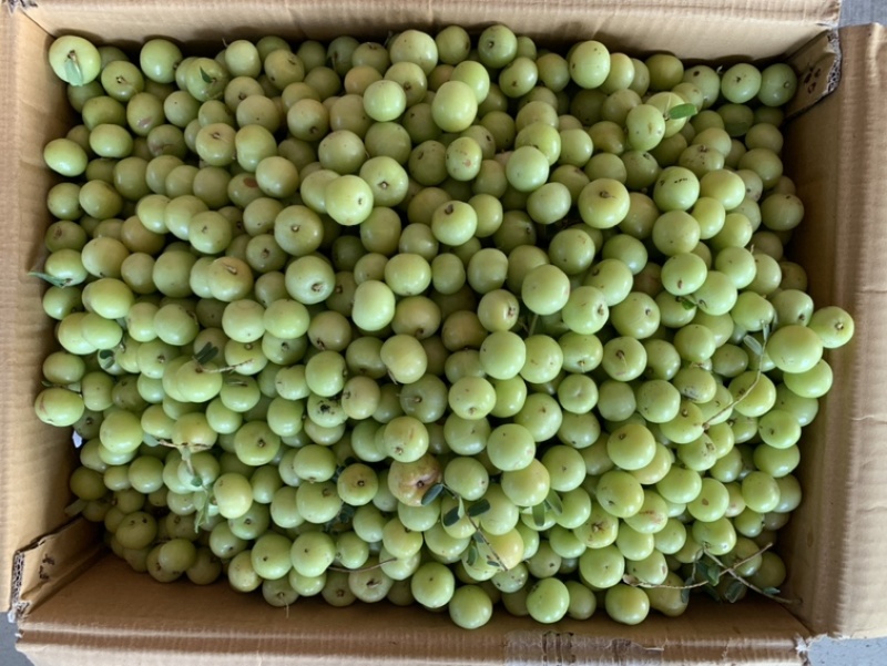 油甘果丙甜牛甘果榨汁奶茶店**货11
