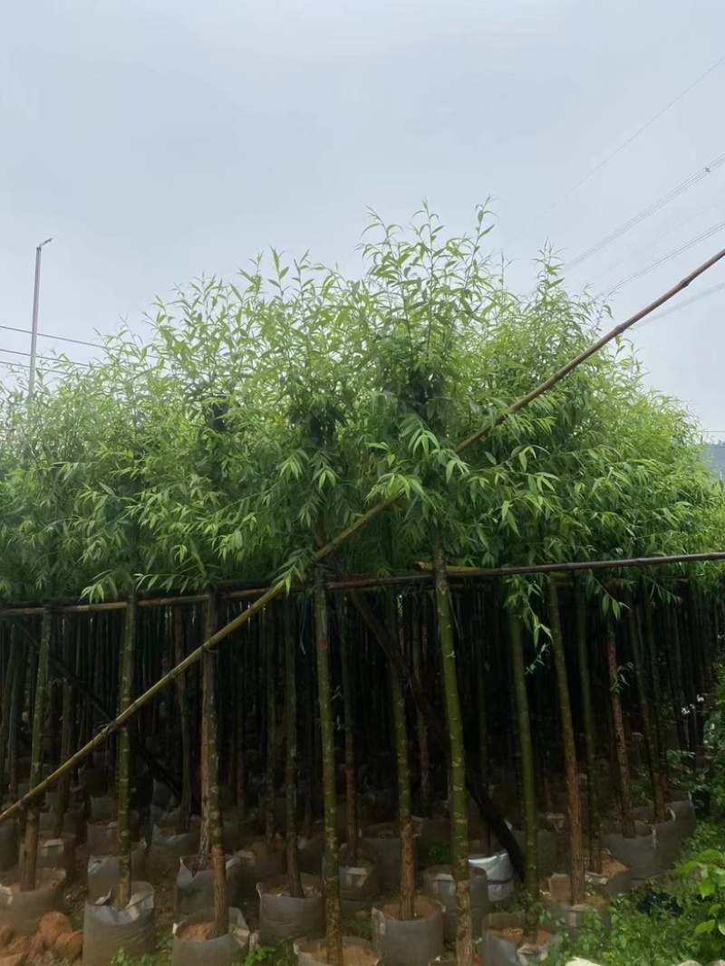 垂柳