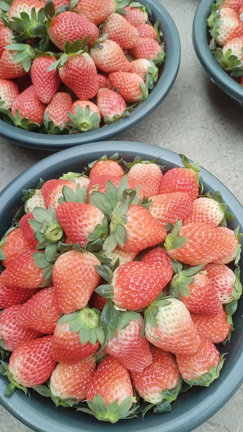 精品大凉山草莓品质保证质量保证售后包证报价真实