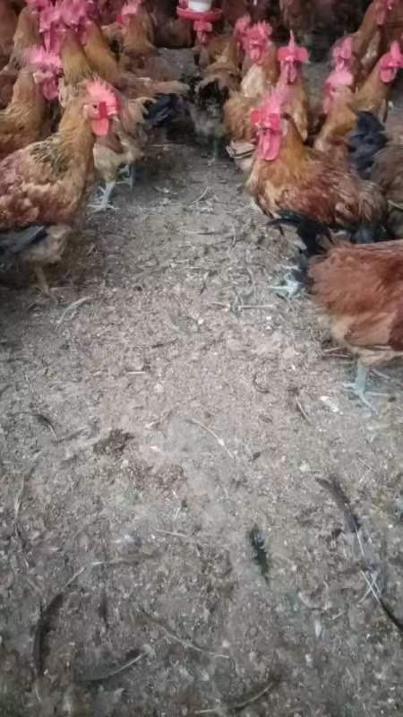 鸡粪出售