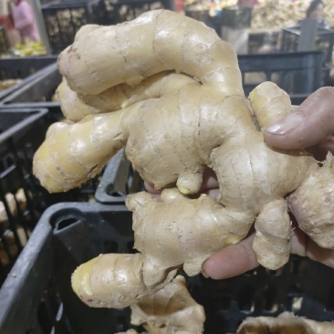 【精选干姜】，山东大黄姜，工厂直达质量好随到随装