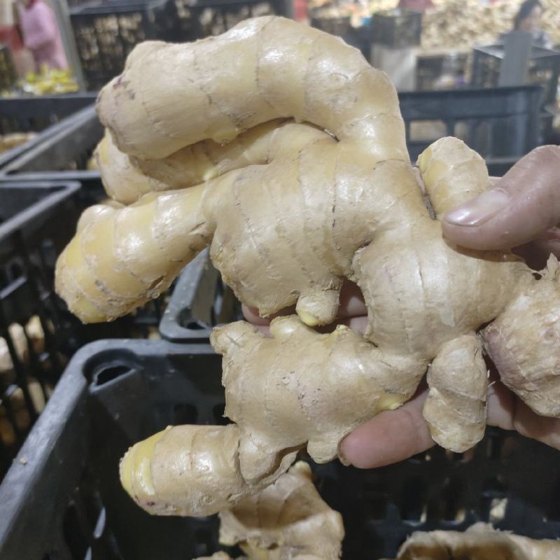 【精选干姜】，山东大黄姜，工厂直达质量好随到随装