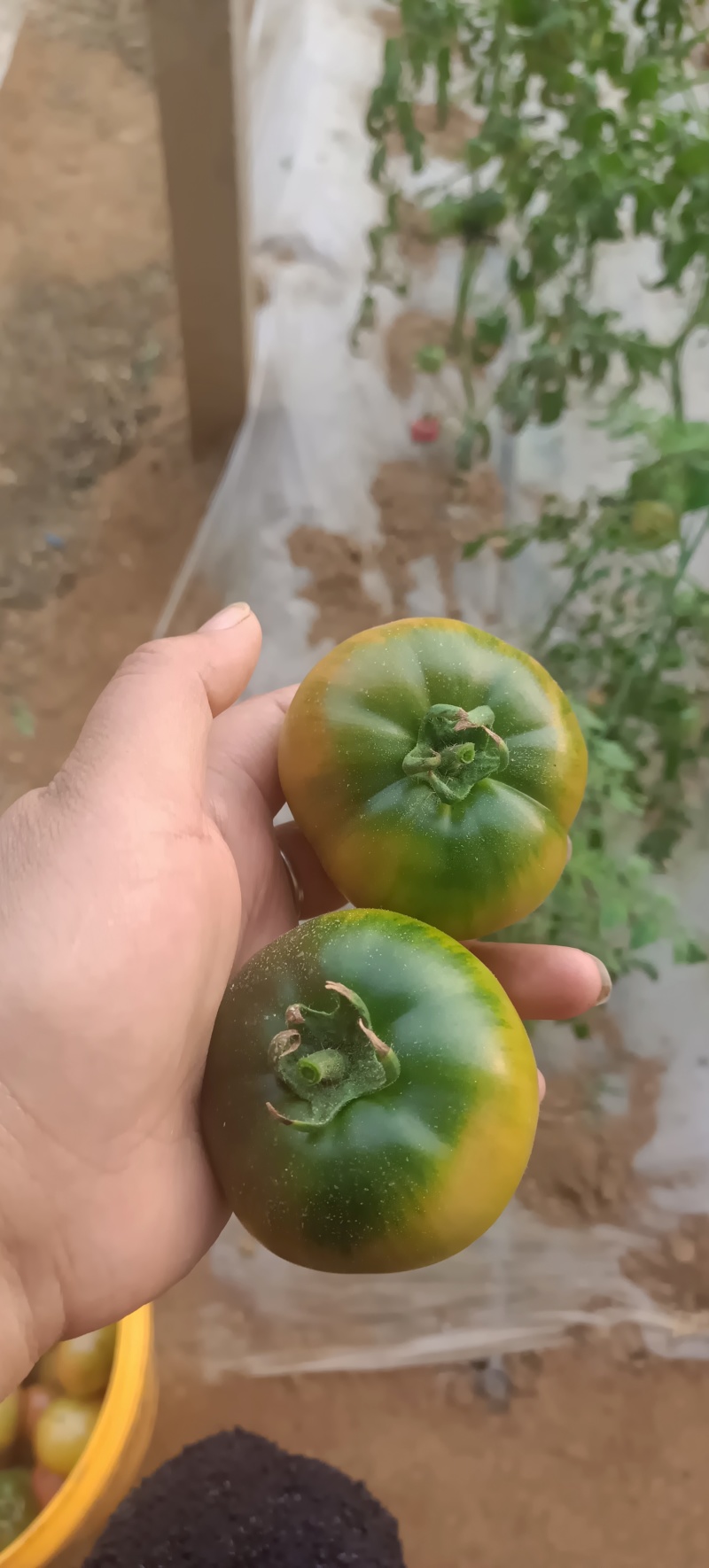 海阳草莓西红柿大量上市有需老的老板可以联系我